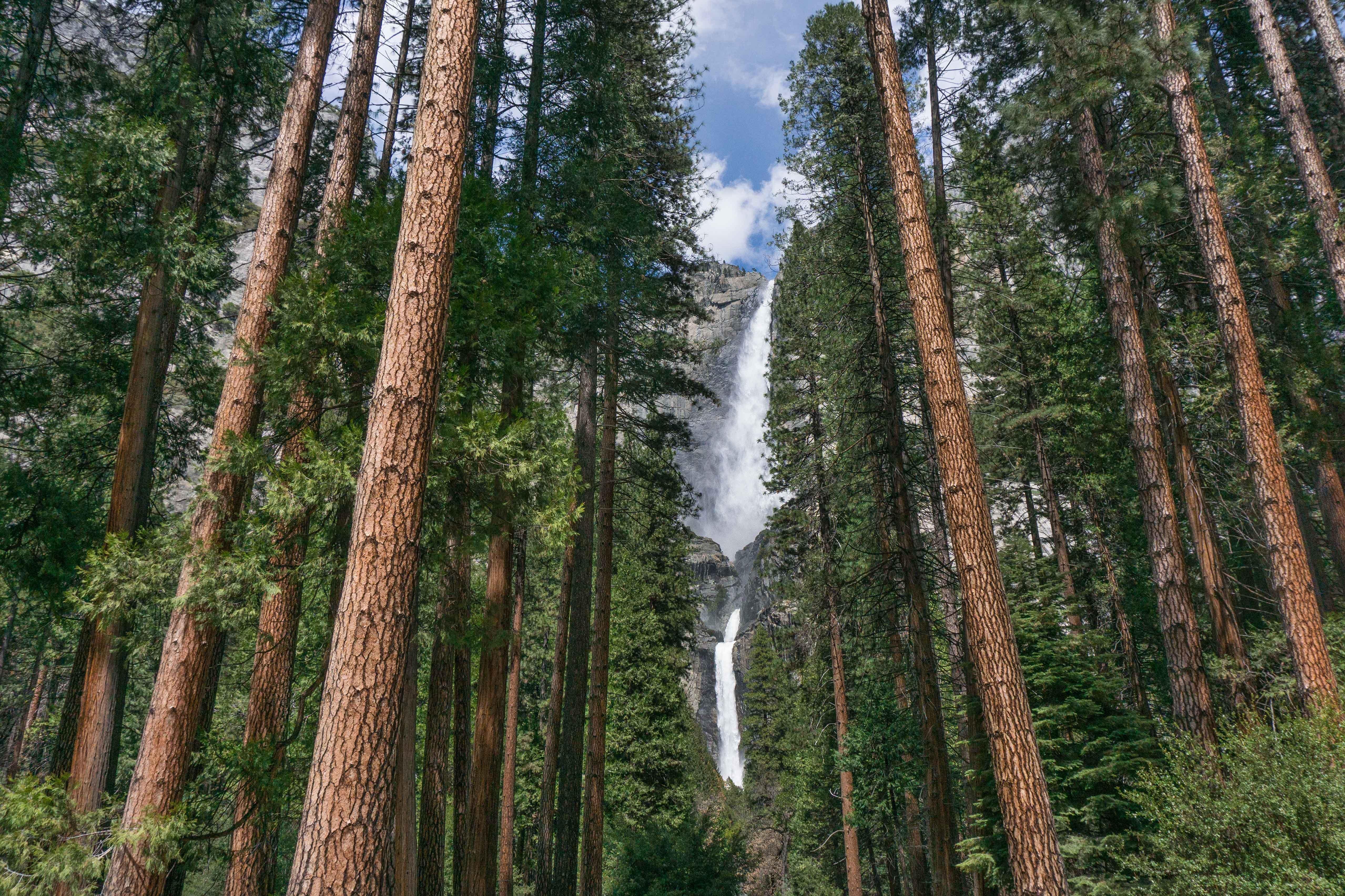 Holiday Inn Express & Suites Oakhurst-Yosemite Park Area By Ihg Extérieur photo